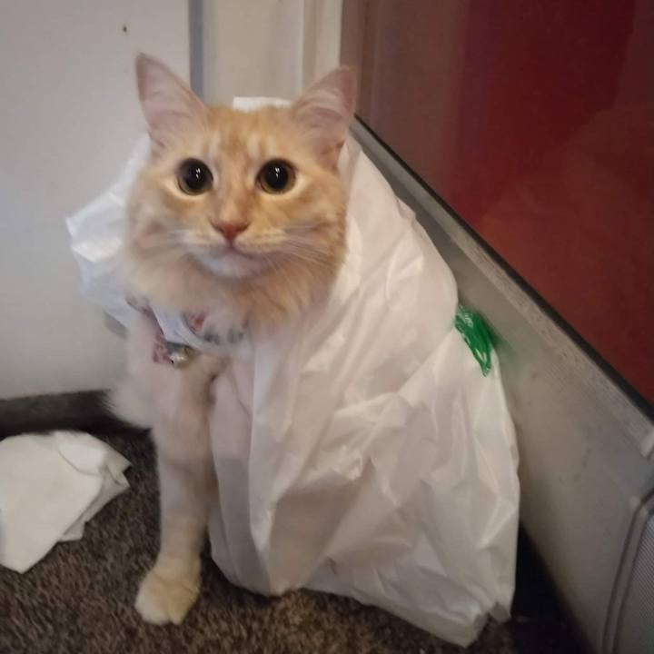 D89dd2df d970 412f a0cc 0228366157a9 1663760435005