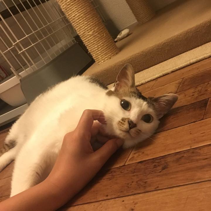 D89fee09 45a0 494c a493 ee6f793d51f9 1530504141703