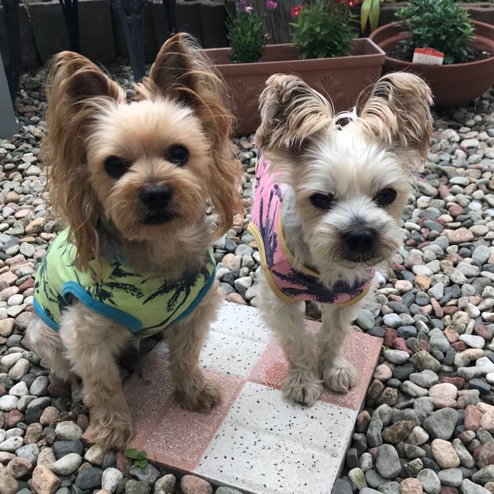 D8a22fd5 efa4 4373 a2a7 ecde85bf1d1b 1562142601139