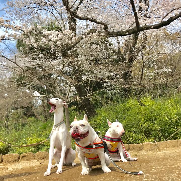 D8a5ac1a b2f6 40ac 9b3d a616610cd70b 1522216443006