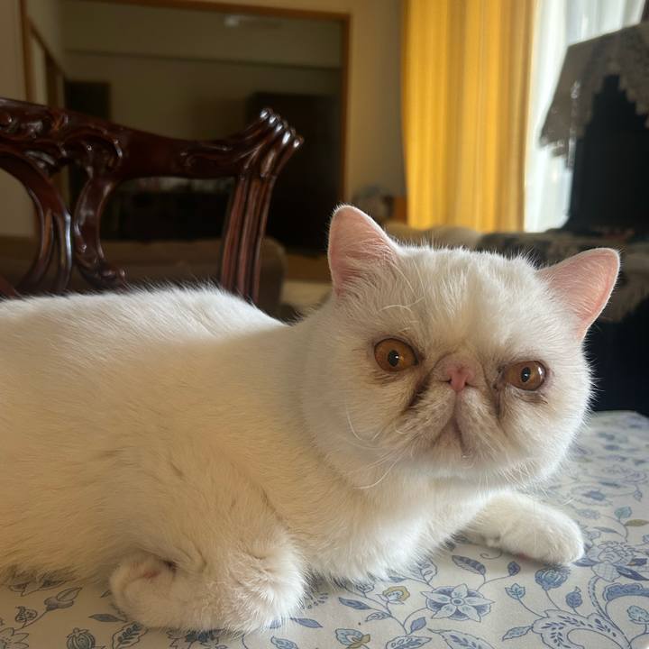 D8aaac00 ccd8 4a18 a725 bac7926e6b21 1751669986467