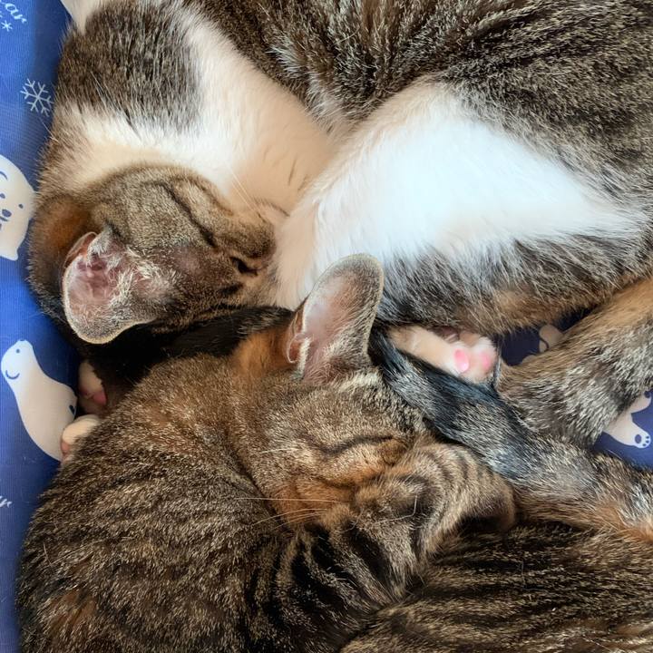 D8acce97 4648 4665 b140 41d5f5a0708f 1595379801916