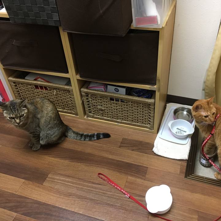 D8ae2f2b 1195 4928 82b7 98c5231cfb9c 1508938842196