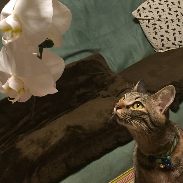 D8ae4274 83ad 44d6 996e 844ed49bfd71 1508857736756