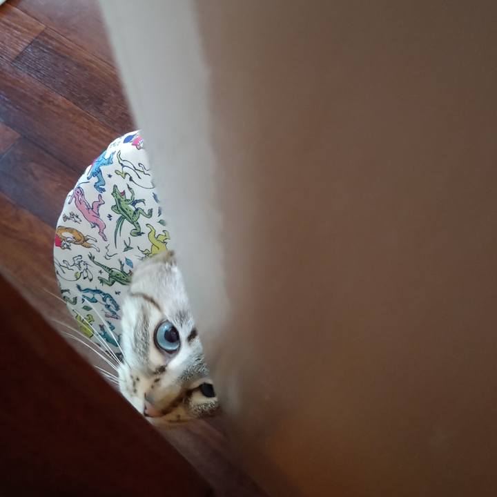 D8af8cec be2b 4e66 a5e9 9e63d0832f29 1746337467451