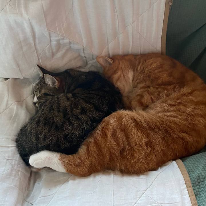 D8b1da06 4c16 4207 9fdb 925b5f0976ea 1639550510982