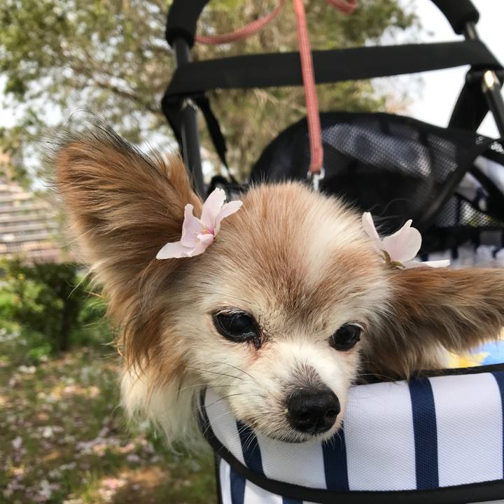 D8b3f2f7 2d29 4a6a a2a8 42733f75e359 1522726040465