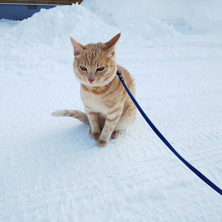 D8b81a67 66dc 430e 867d d589dfbcc689 1548476785072