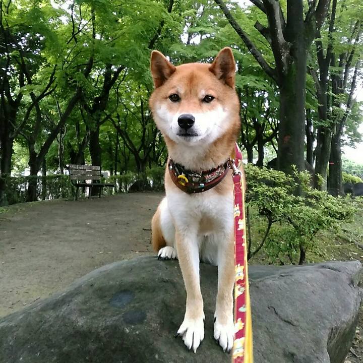 D8b89f2d 4391 4dee 9a14 e2f9ec0e476b 1529542513549