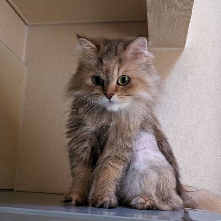 D8ba628d 6953 4c7c b4b9 41bbbb777082 1716025798518