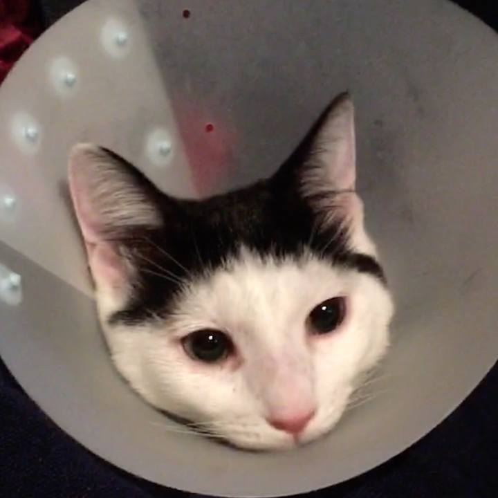 D8bcc527 b365 4152 aaf0 5dffbdde6cca 1539363851832