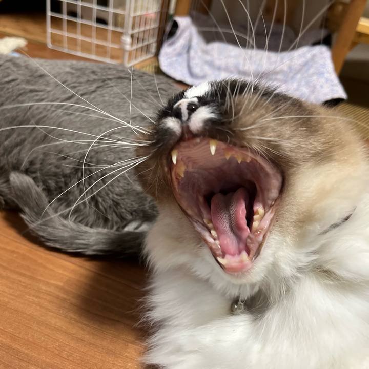 D8be5cab 36fb 4509 9241 0811a5a1d62f 1644503816972