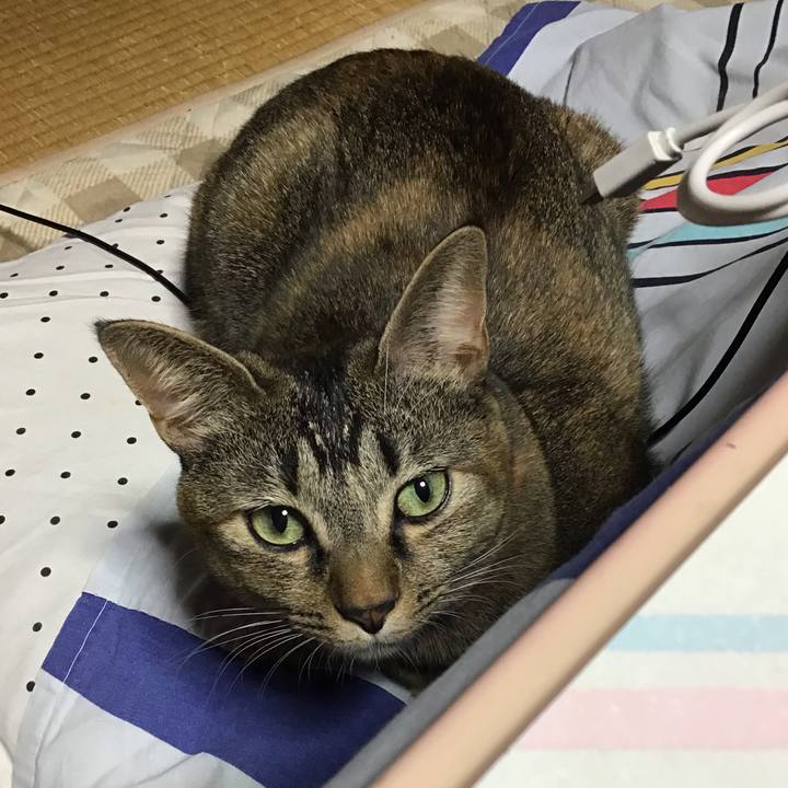 D8beab46 c1fe 4421 a651 b8f15e49fe32 1607500547152