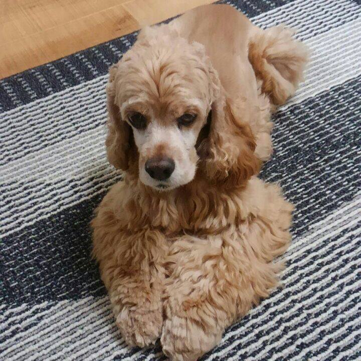 D8c17060 3bc2 45a7 96a9 9e378552f7a9 1508969360875