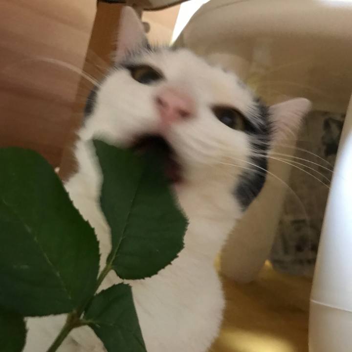 D8c5e9ca aec0 4da3 a472 218e0a1a2a9e 1530149085886