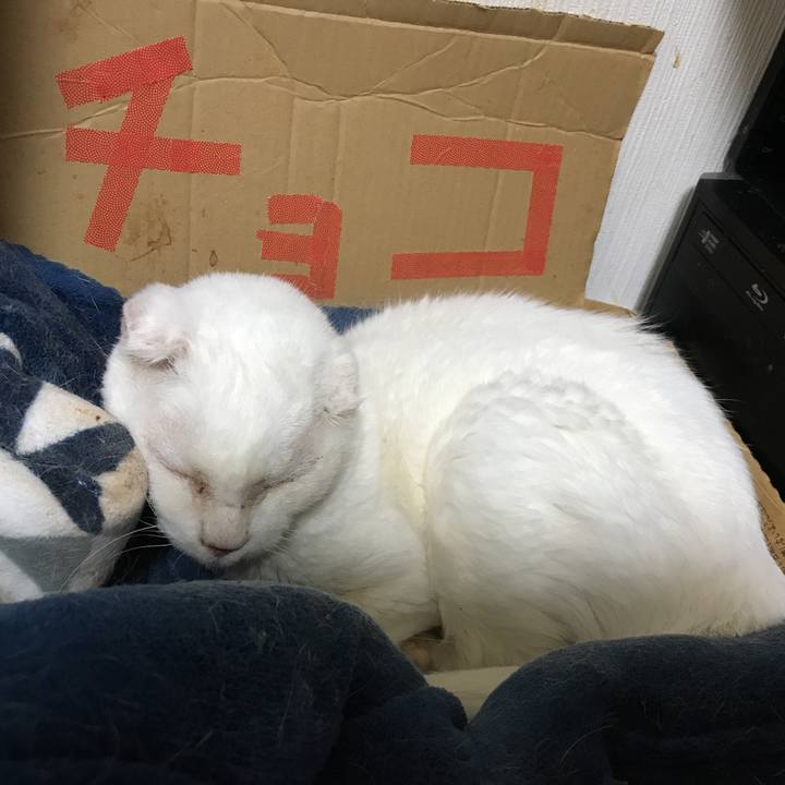 D8c76983 7ef8 42bd a9c9 688c0adac5d9 1542296708645