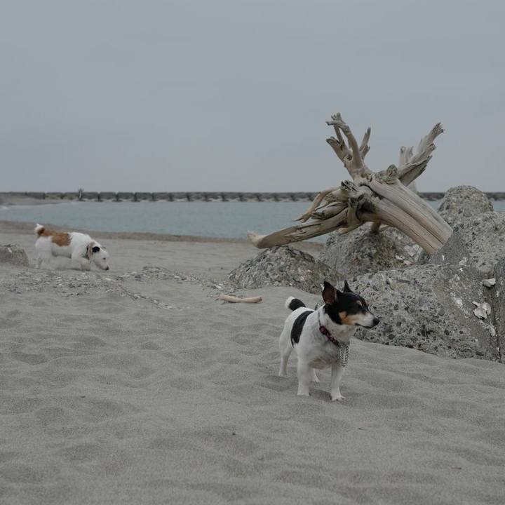 D8c8a8fc ddc2 4073 b488 6ce5b406d1bb 1522642154373