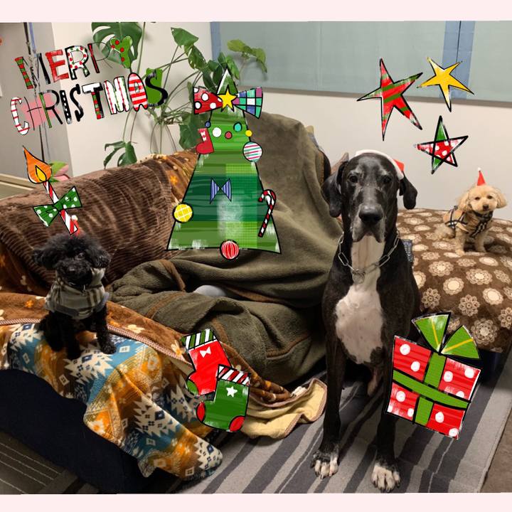 D8ca55d5 6106 47ff a605 5d187af4394d 1545647173876