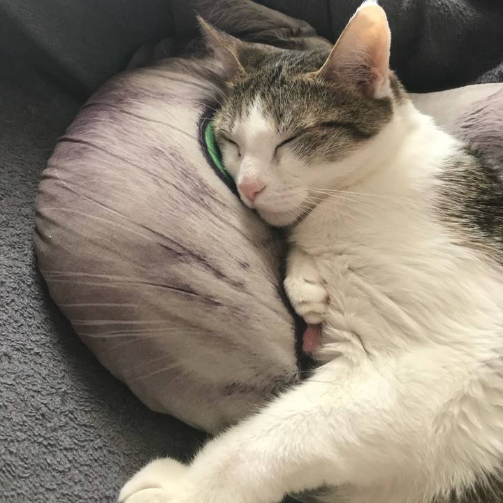 D8cb99d0 e2d8 4e1e 90d3 2ef4487d0352 1723655384640