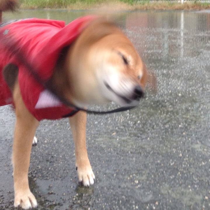 D8cf5ced ccf9 4489 952c 4ef7928282e7 1508366268387