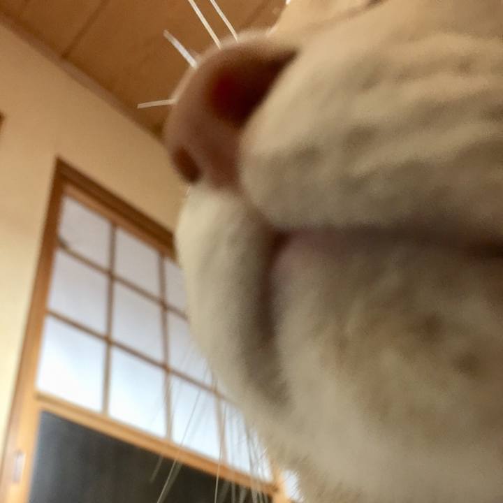 D8cf6557 6b65 4cca 84c0 e44f14856ead 1542113757908