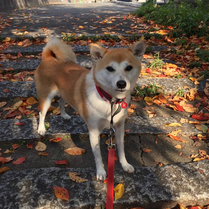 D8d0ec2e 53e2 45cf bc68 7a6c542a0809 1510019982258