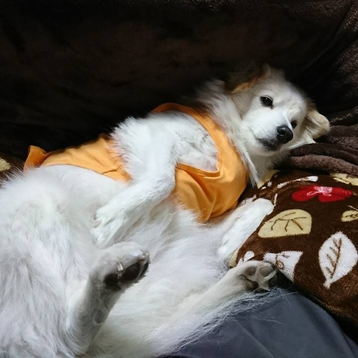 D8d493a5 2871 408f 989a 9b246c3116b4 1514970486871