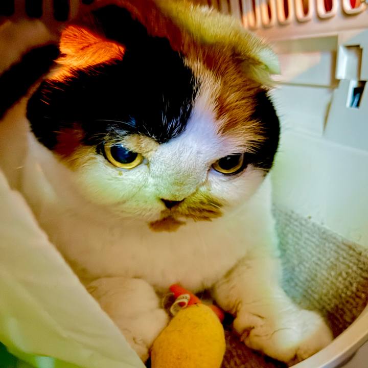 D8dbd116 bc5b 41c8 98f8 42e370b2b807 1761523737968