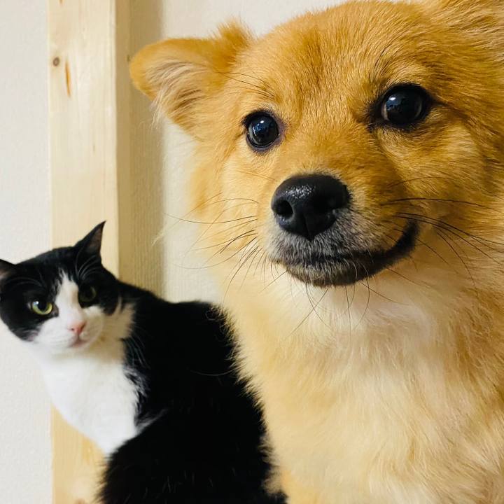 D8ddfd8a 8ac3 41a9 a6af 8c8bad0ea798 1606905912665