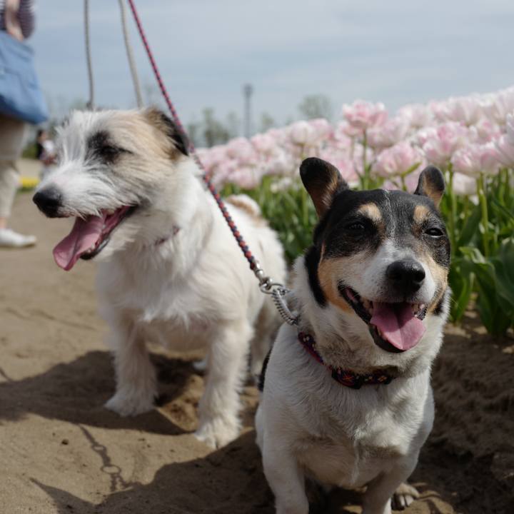 D8e0ec56 d743 438c 80d3 3bd46b36e528 1619661365101