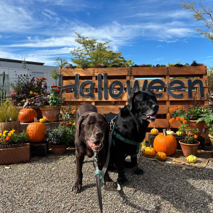 D8e2807a 53e5 45f8 90e8 1e33472ef810 1760614009636