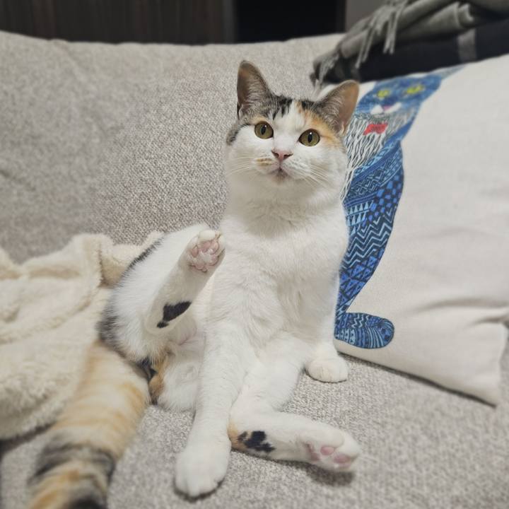 D8eaf68b 2556 4dfb 9987 24cb4d2673b0 1772977184017