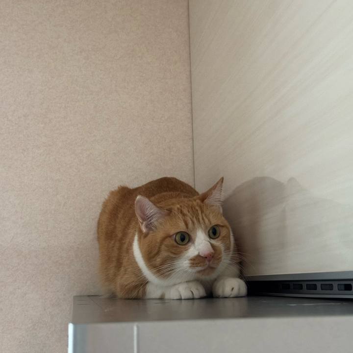 D8edc9d0 431c 4a55 bca9 179dc7f24db3 1762154842972