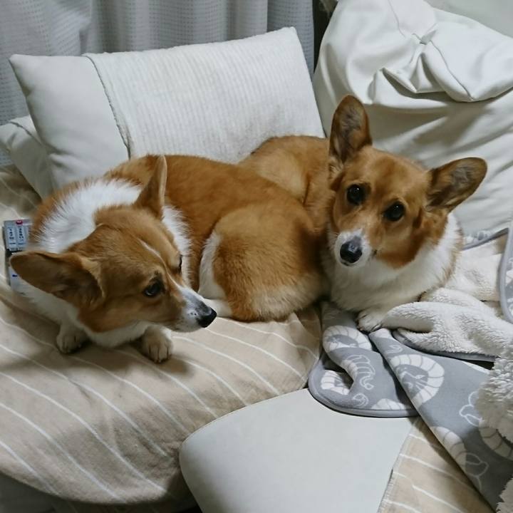 D8f19686 a89b 4f13 838a b203c18de6cd 1545950751699