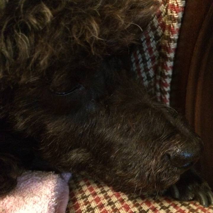 D8f1cc70 3eaf 42a9 b9df c3287f1e924a 1509268112931