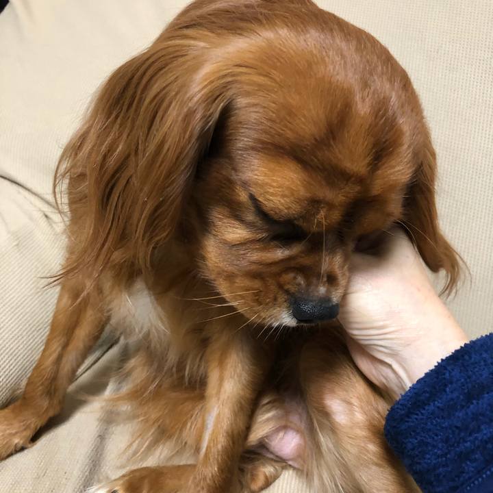 D8f4ed97 1802 4f75 9afa b6e6af0c46c0 1544566557813