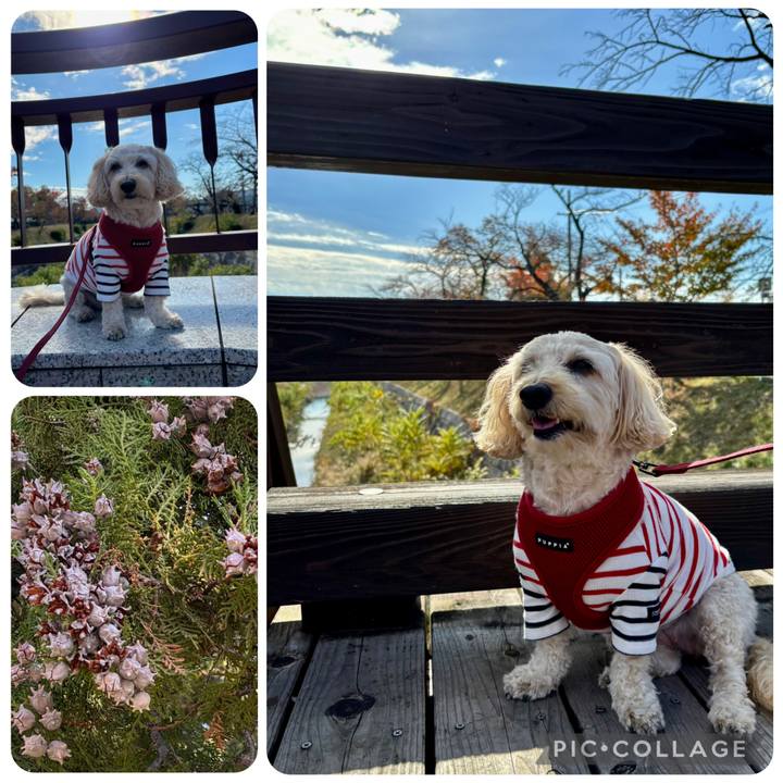 D8f66380 1d81 4c2a 9ca1 9b94151ab517 1763954874992