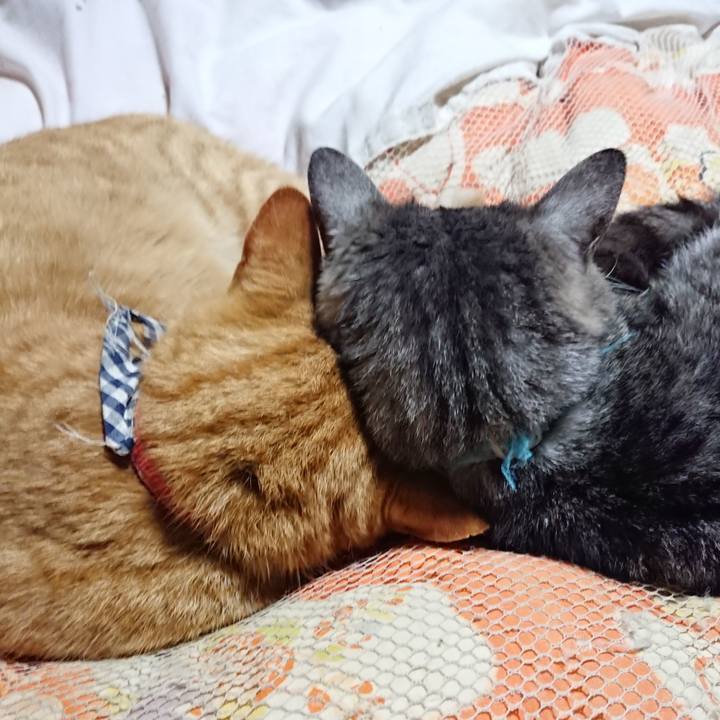 D8f82d4a 630d 40b5 a301 9b72072c4fd5 1574599407701