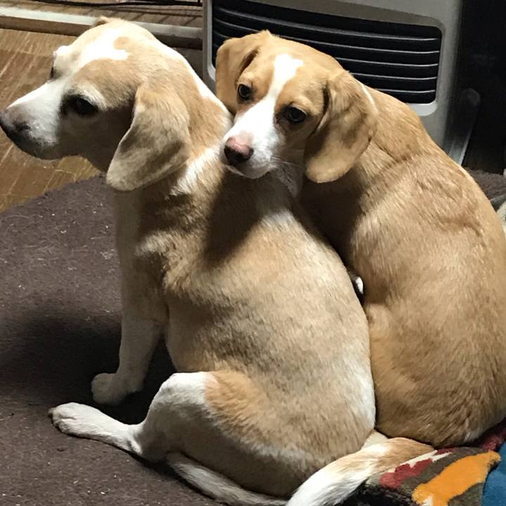 D8fb43c7 2686 4dfc 806d fb28c68ebb4d 1552748095172