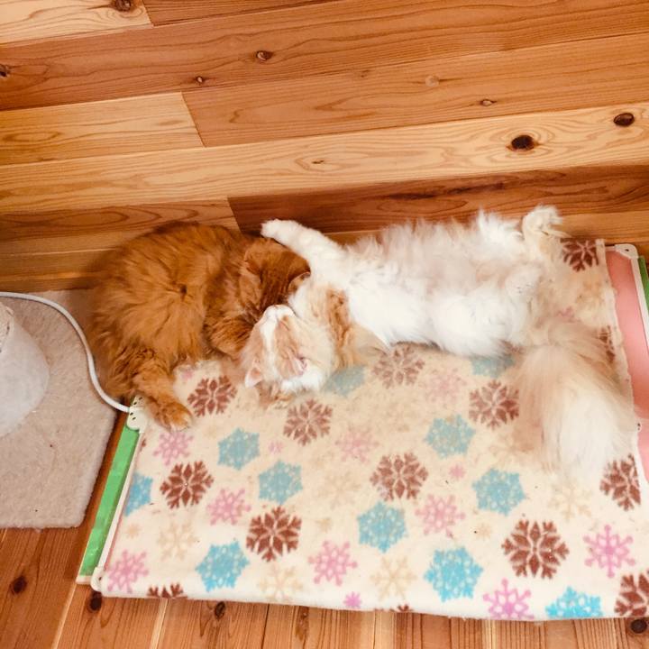 D9024f64 eb40 4f97 95f8 6c9c9cc1c5cc 1582584929080