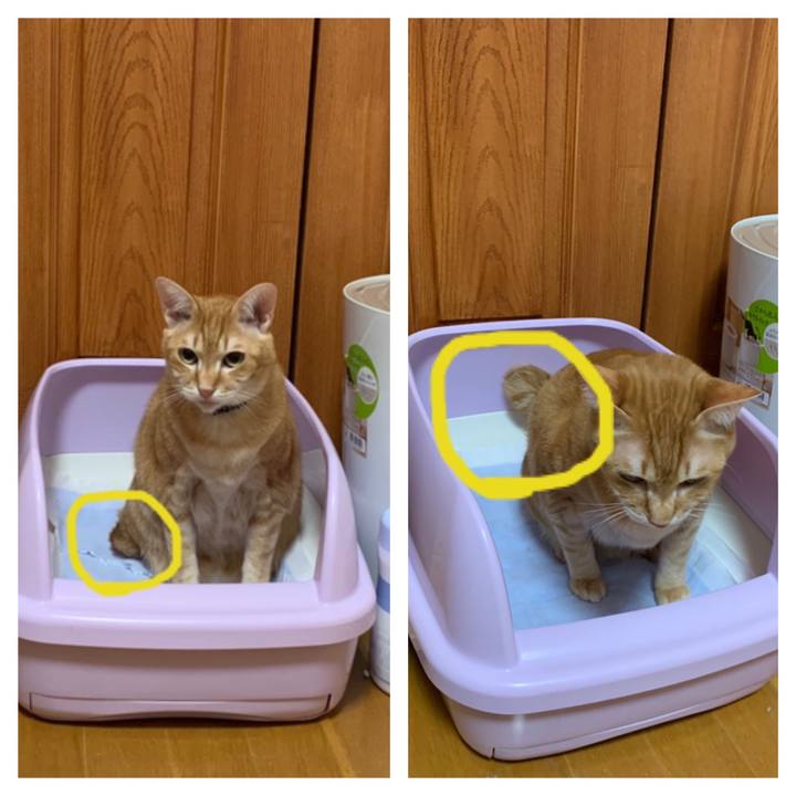 D905dd2c f27c 4131 bc23 0a96201ba854 1584651299409