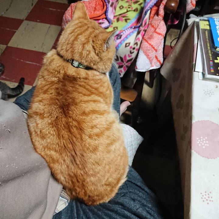 D908c9a0 9290 431e a0c4 4b2962136690 1585166353513