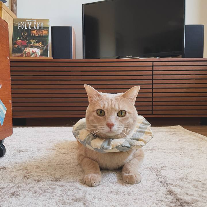 D90d219c 1597 4f79 bb2a b9a2183415f5 1705317329846