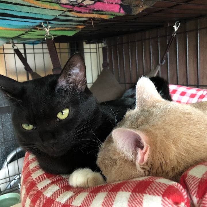 D910b45f ef6a 41e9 acc8 aaded20cb3b9 1513388017937