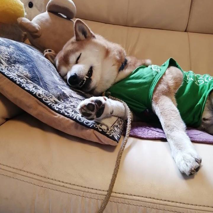 D913fc4c dcff 4ea0 b8fc 0e9c155e4b28 1585013243774