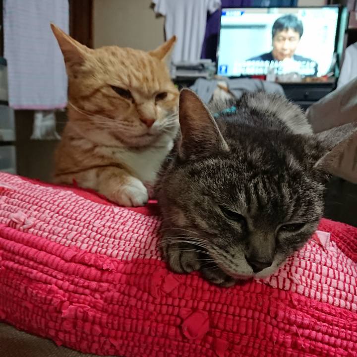 D918b63b 5ccd 492e 9fae 9636d6610b21 1554546629721