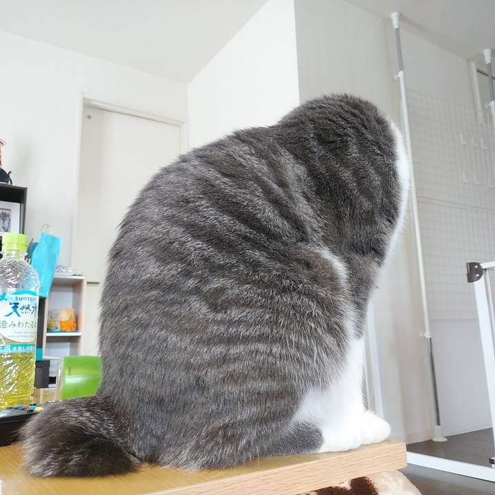 D918d82e 69cf 40e7 b703 f3c681230b56 1582592479765