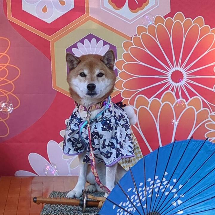 D9193f1a 0270 467b a362 c56ea0af2a2d 1732283499592