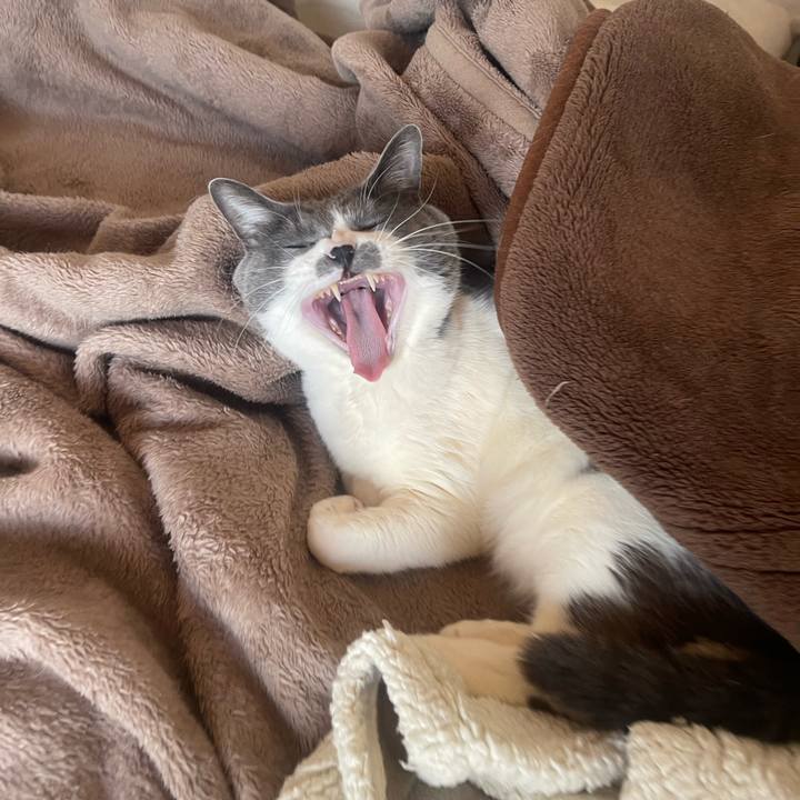 D9196952 27ba 4757 8887 da5a738abaaa 1741478593069