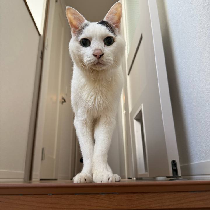 D91988ce 68f4 4825 9414 e246671057e3 1765073503968